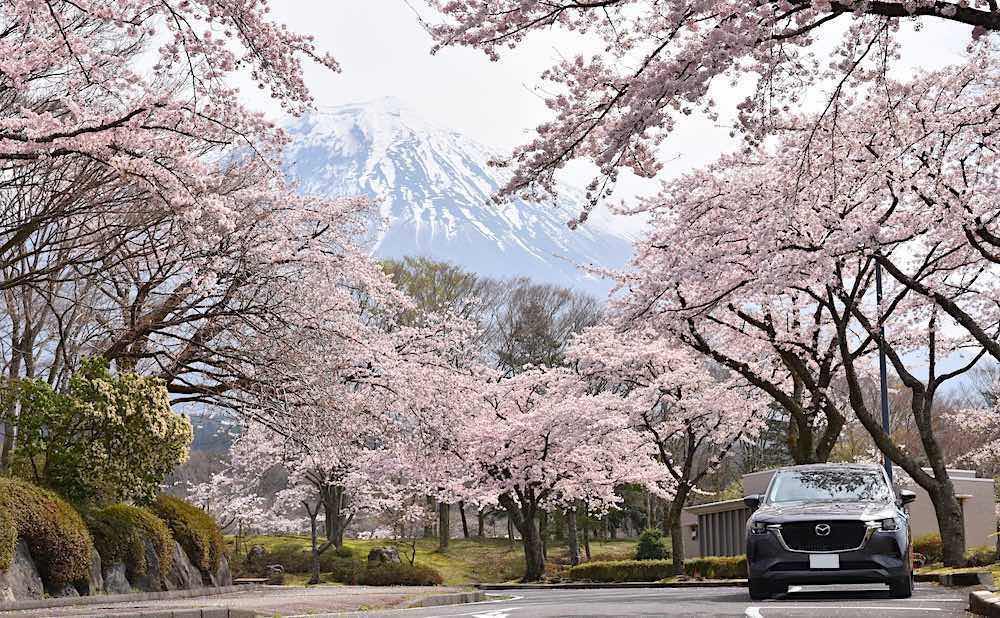 富士山と桜と愛車