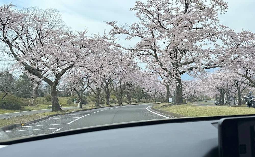車の写真撮影スポット：桜並木を走ります